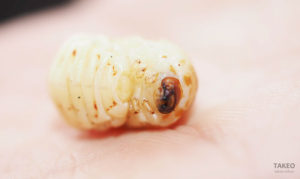 厄介者を食べる？「フェモラータオオモモブトハムシを食べる会」に参加