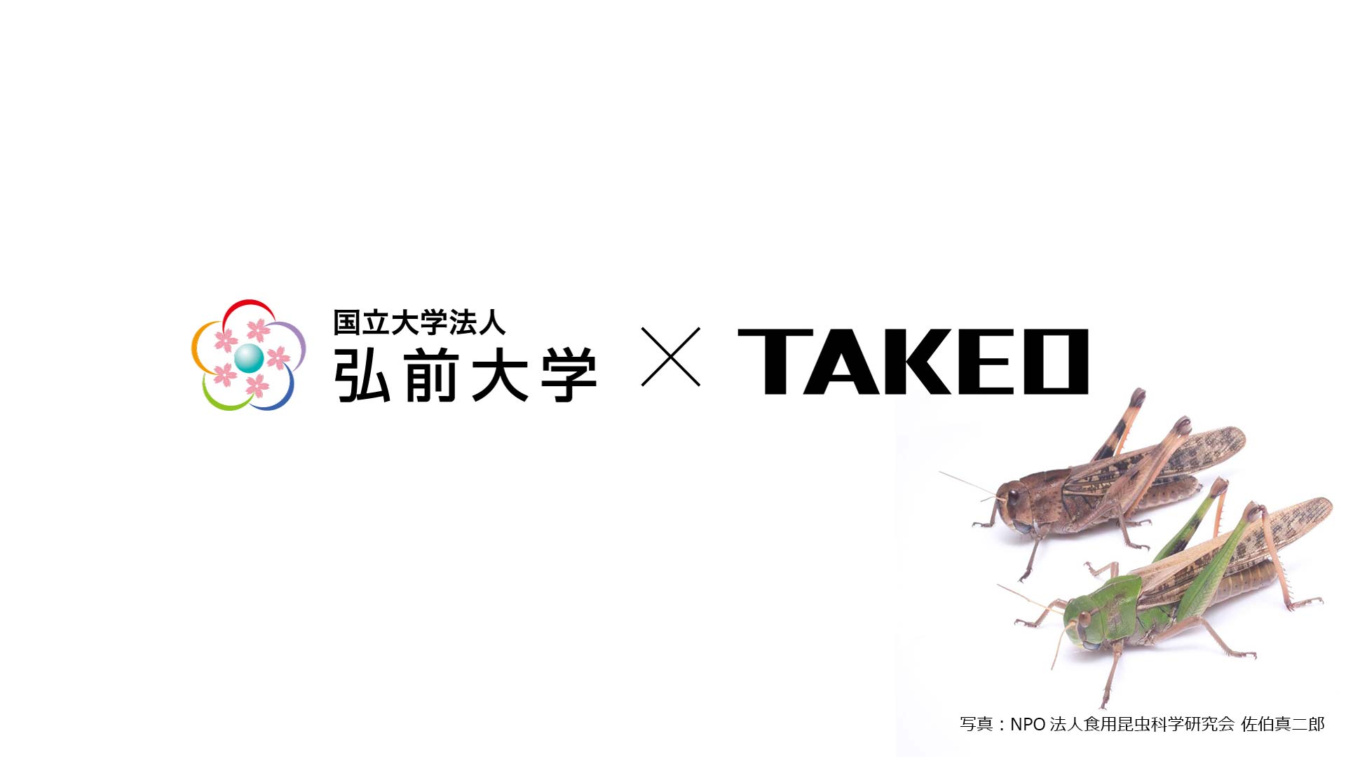 昆虫食 振り返り 2020 【TAKEOの取り組み】弘前大学とトノサマバッタの食用利用に関する共同研究を開始
