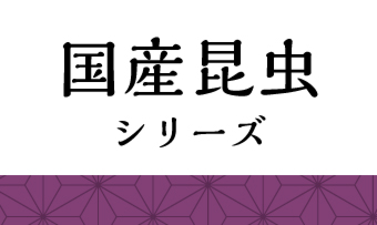 タガメサイダー 200ml×3本 - 昆虫食のTAKEO｜通販、実店舗、製造、養殖、研究