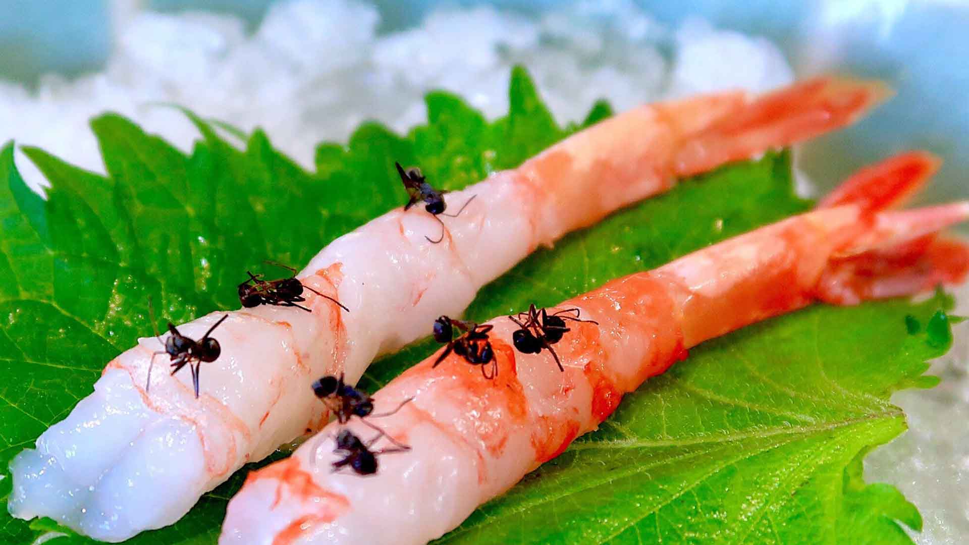 noma ノーマ Ants on a shrimp アリ ボタンエビ 甘エビ 蟻 酸味料 動物性酸味料