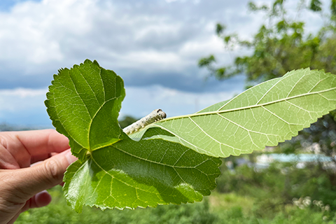 富士川町 蚕感日 お蚕さまを直近で観察する