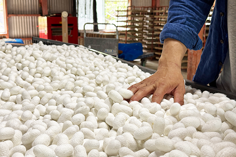 富士川町 蚕感日 繭の肌触りを体験する