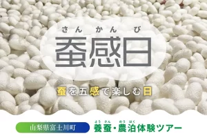 蚕を五感で楽しむ日「蚕感日（さんかんび）」