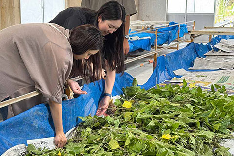 富士川町 蚕感日 蚕を五感で楽しむ体験